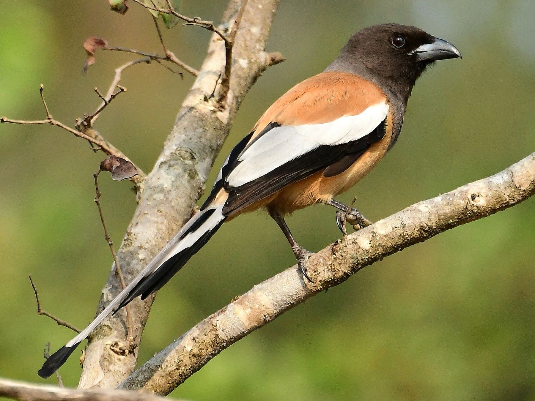 Rufous Treepie